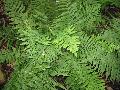 Golden-scaled Male Fern / Dryopteris affinis